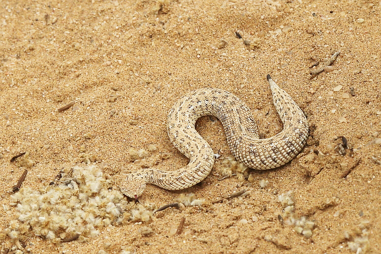 _17C1172 Sidewinder.JPG